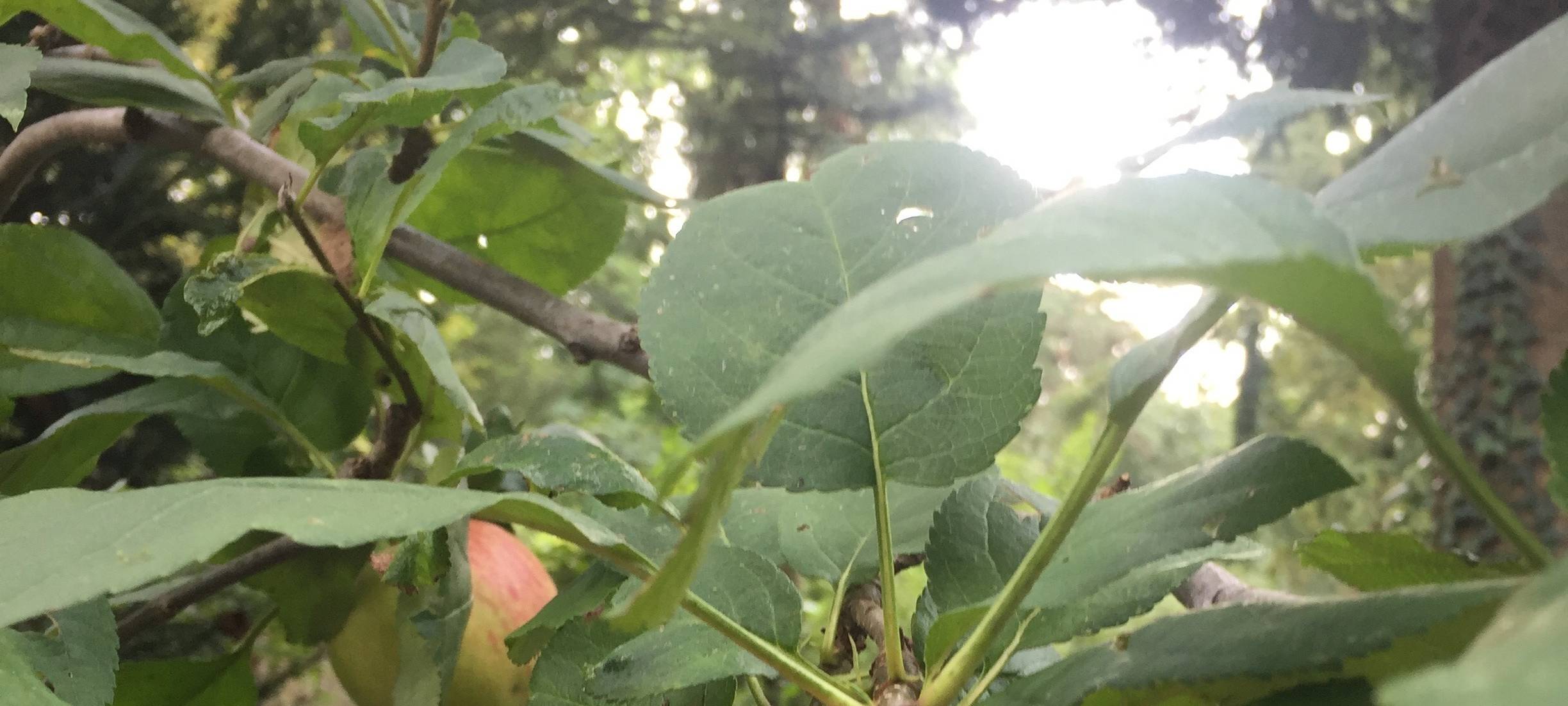 Pulheim verschenkt Obstbäume