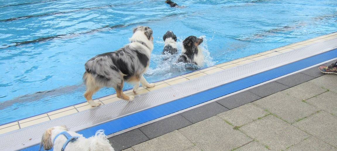 Elsdorf: Tierischer Wasserspaß für Fellnasen