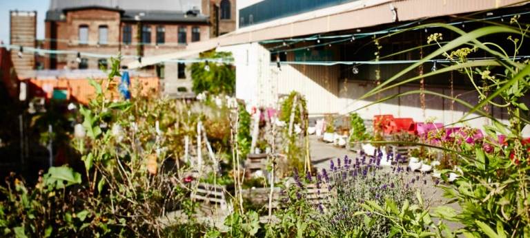 Rhein-Erft/Köln: Essbare Stadt und Urban Gardening im Trend