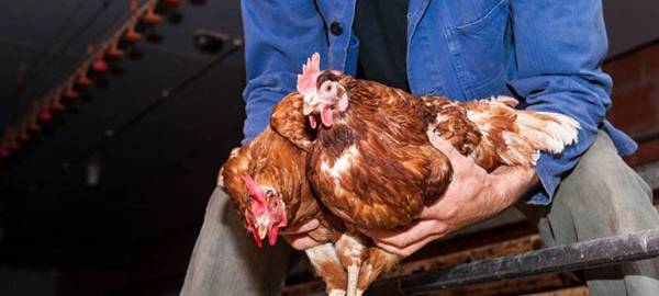 Geflügelpest in Kerpen-Brüggen bestätigt