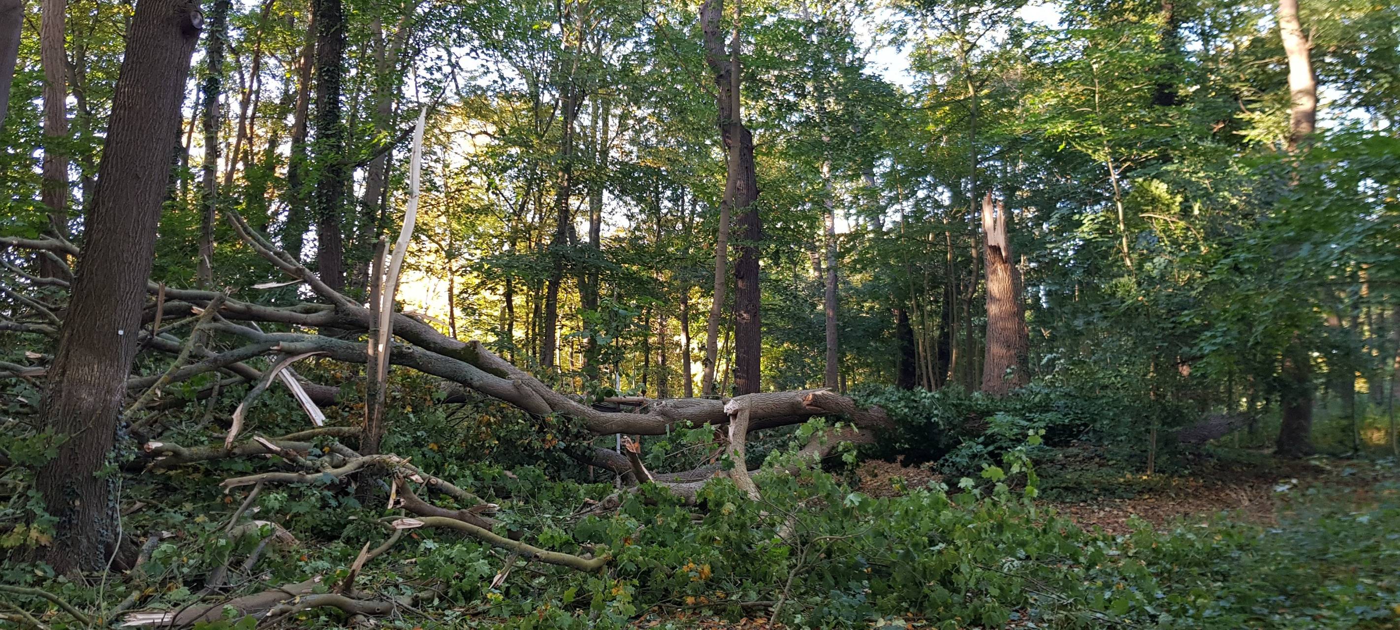 Erftstadt: Nach Sturm: Schlosspark Lechenich bleibt noch zu