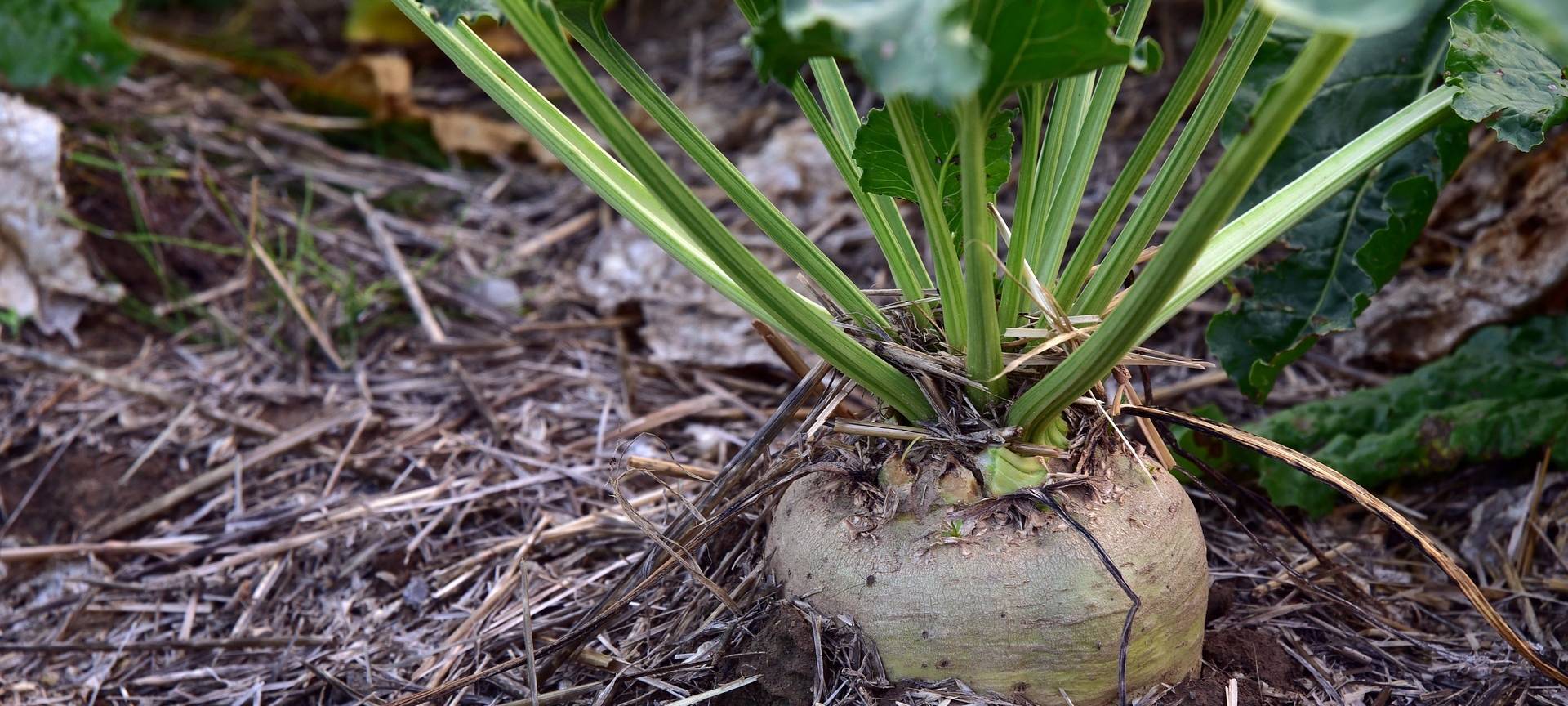 Rhein-Erft: Bio-Ökonomie ist Chance fürs Rheinische Revier