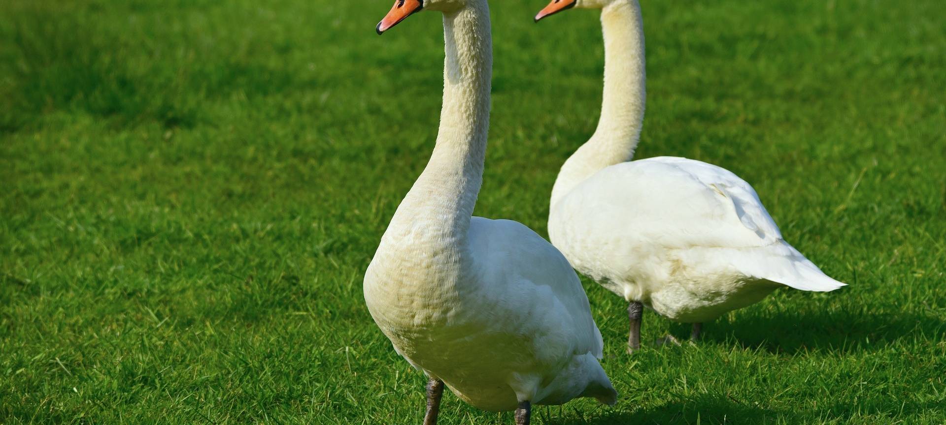 Vogelgrippe-Verdacht in Bergheim: Tote Schwäne entdeckt