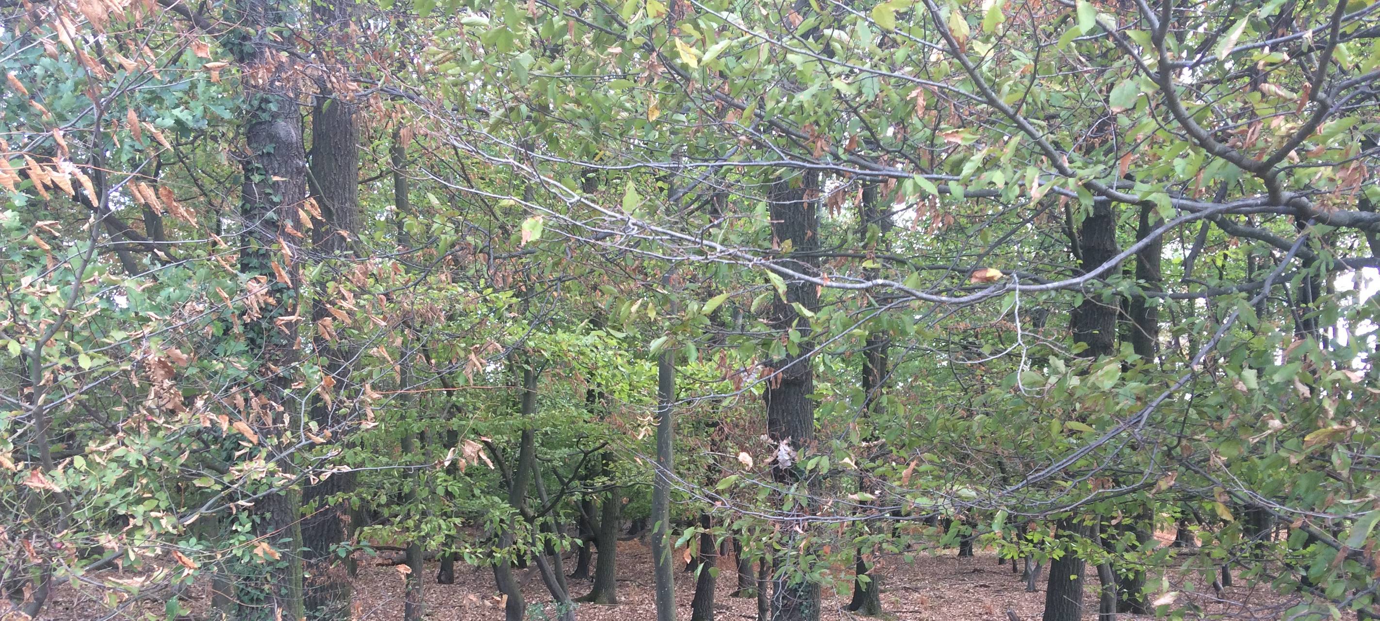 Viele Bäume im Hambacher Forst sterben ab
