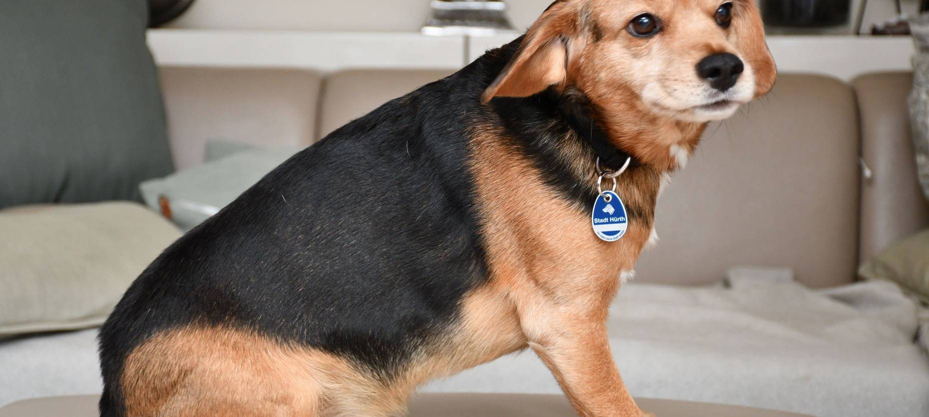 Hürth: Hundemarken in der Post