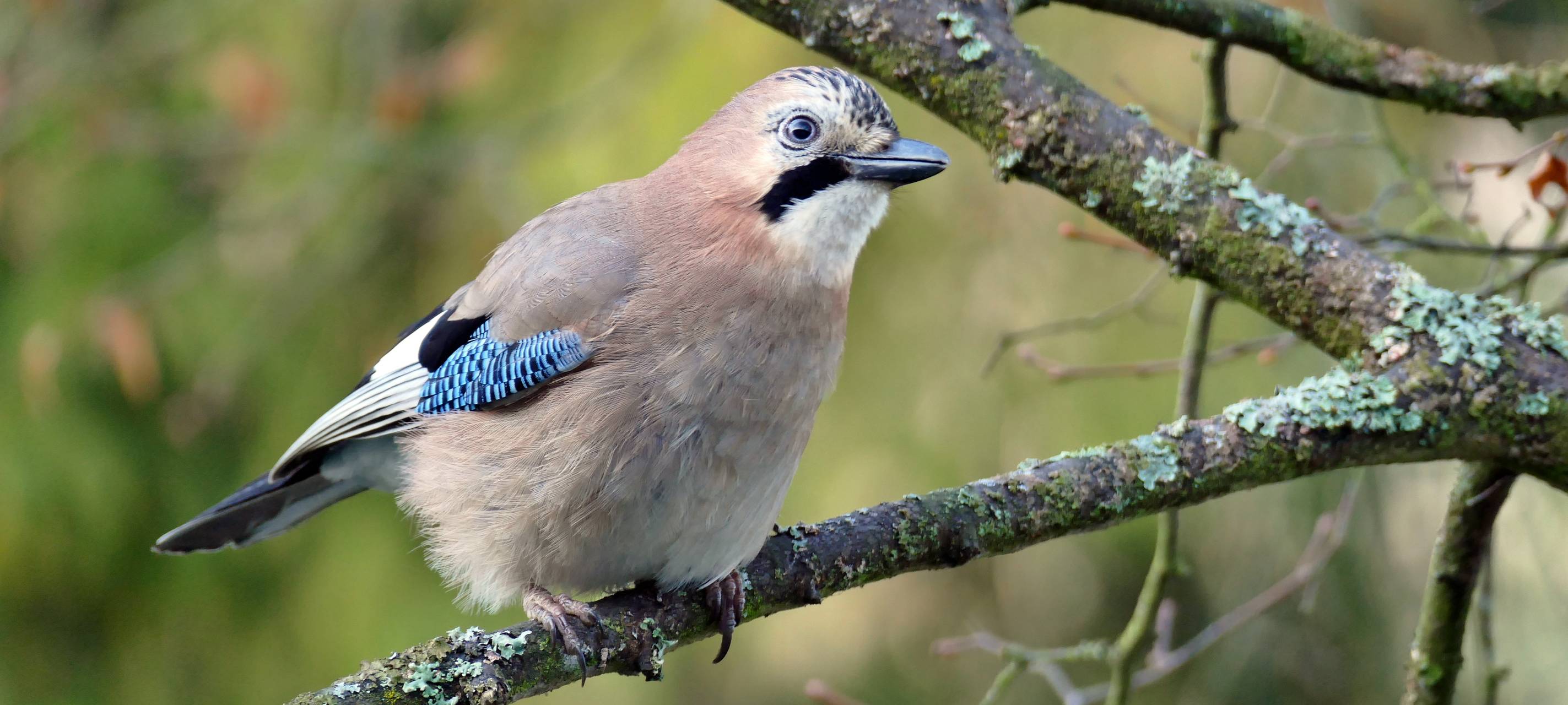 Rhein-Erft: Vogelzählung am Futterhäuschen am Wochenende
