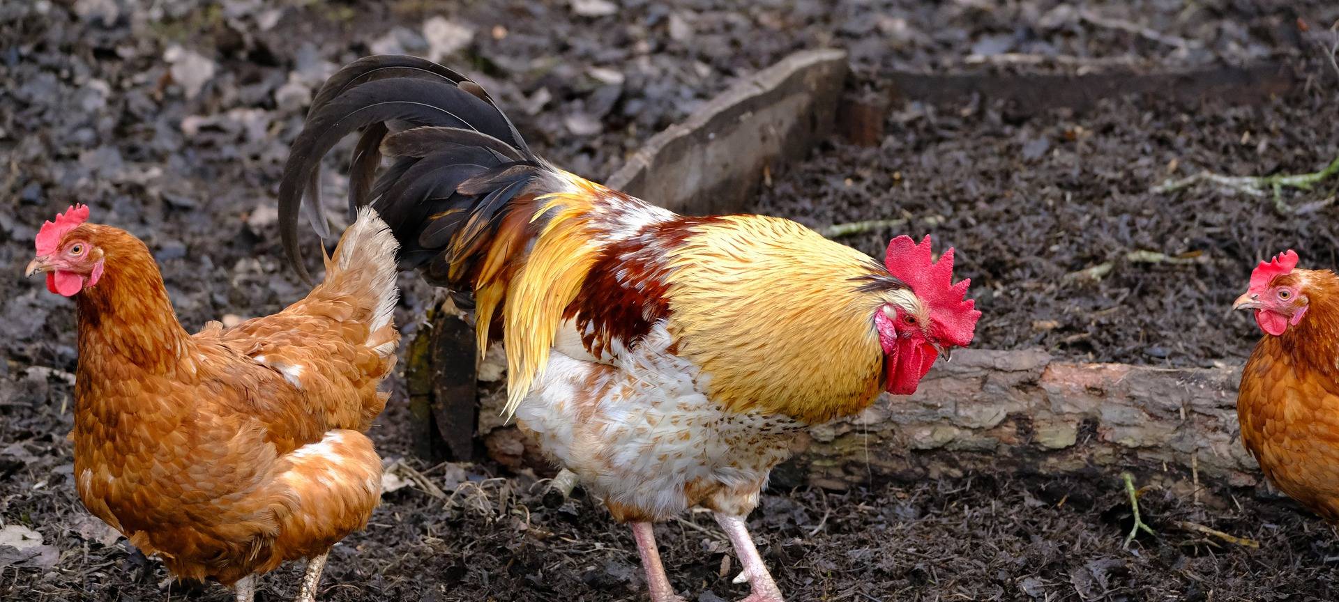 Vogelgrippe in Hürth bestätigt: Schutzmaßnahmen beschlossen