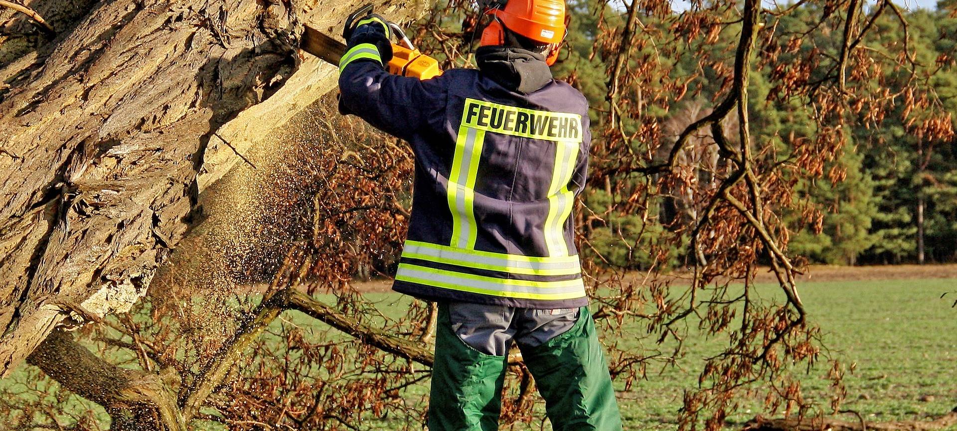 In Pulheim müssen Bäume gefällt werden