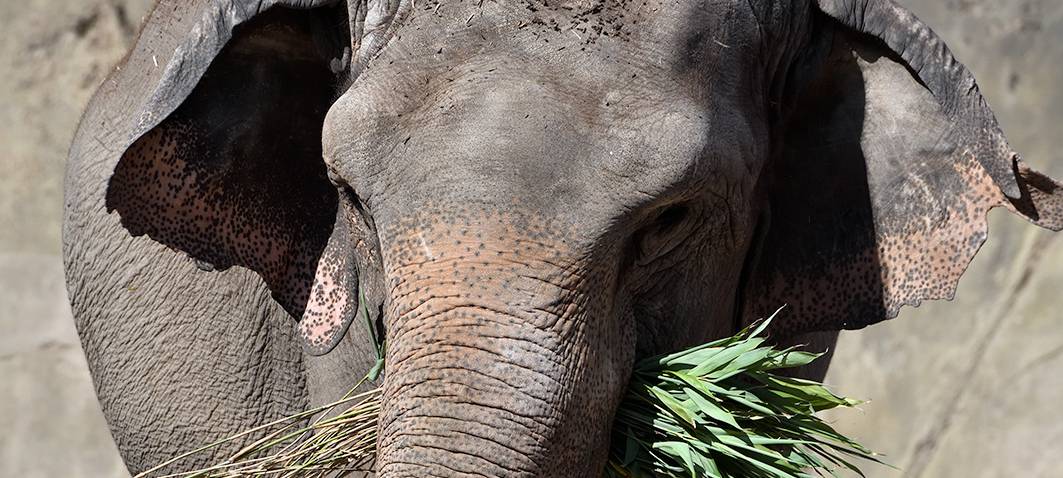 Köln: Erst Feuer im Zoo, dann wird Elefant eingeschläfert