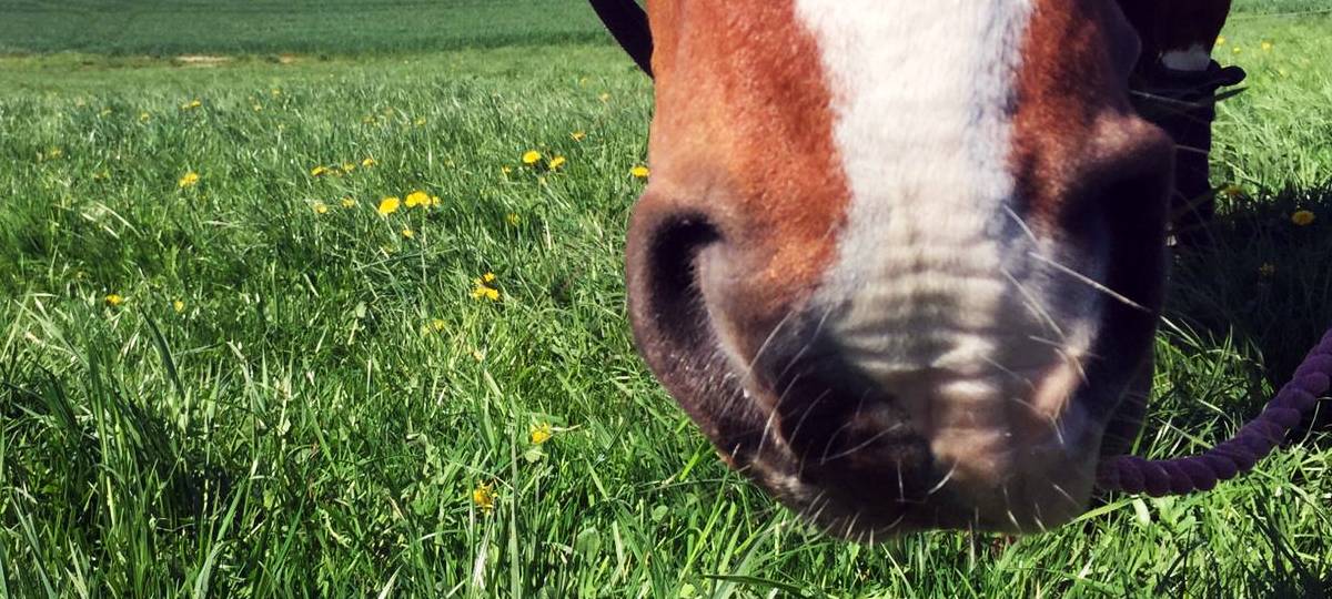 Bergheim: Hunde jagen Pferde