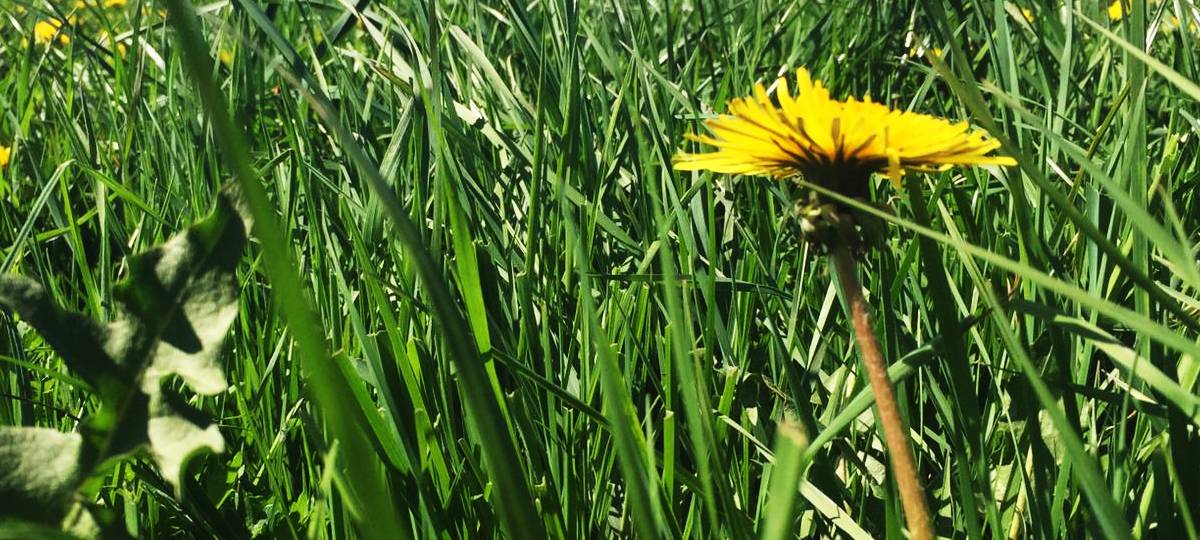 Naturführungen durch den Kreis