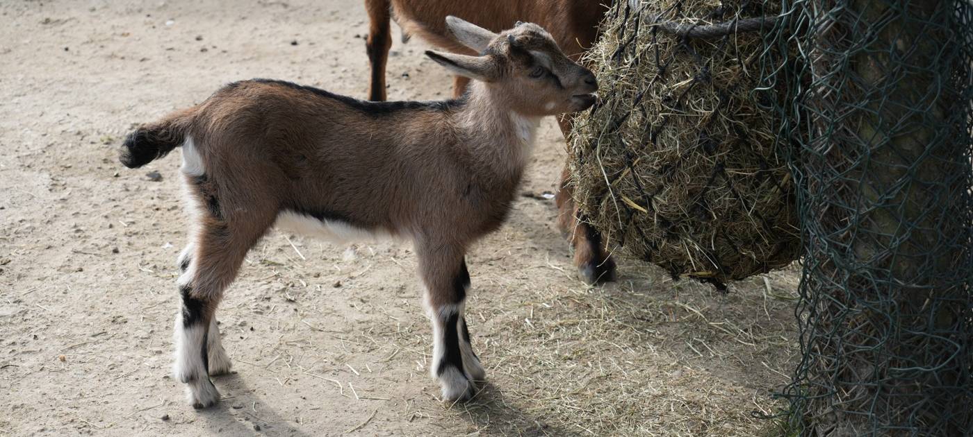 Köln: Hennes ist Vater geworden