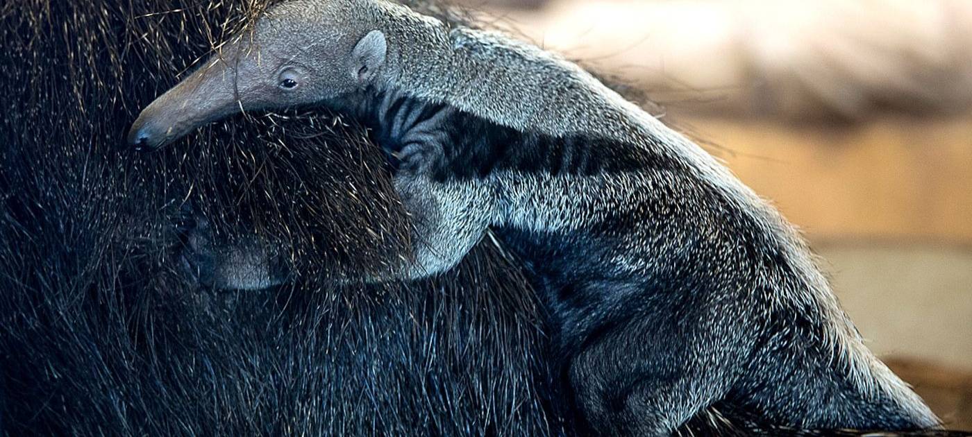 Köln: Ameisenbärbaby im Zoo geboren