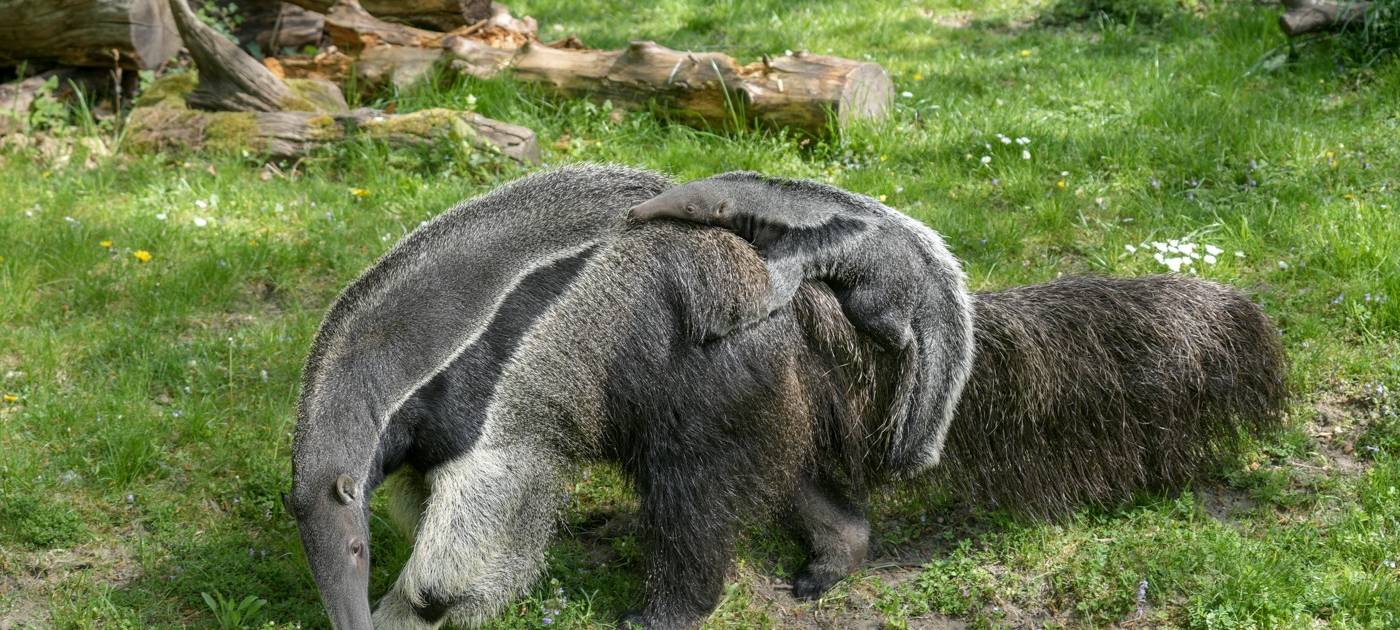Köln: Ameisenbärbaby im Zoo geboren