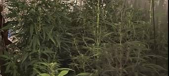 Frechen: Polizei hebt Marihuana-Plantage aus