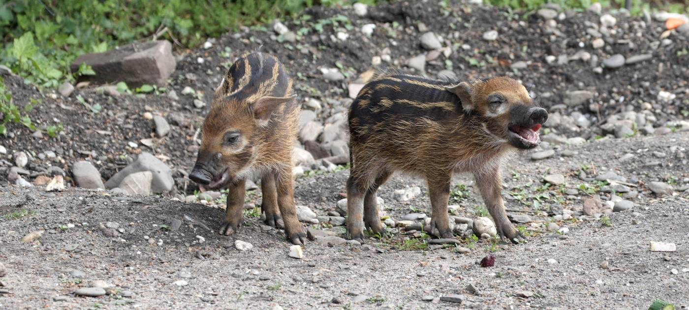 Köln: Babys bei den Pinselohrschweinen