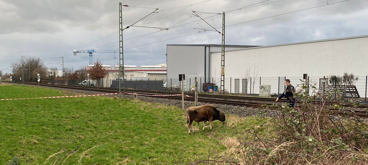 Pulheim: Kuh legt Bahnverkehr lahm