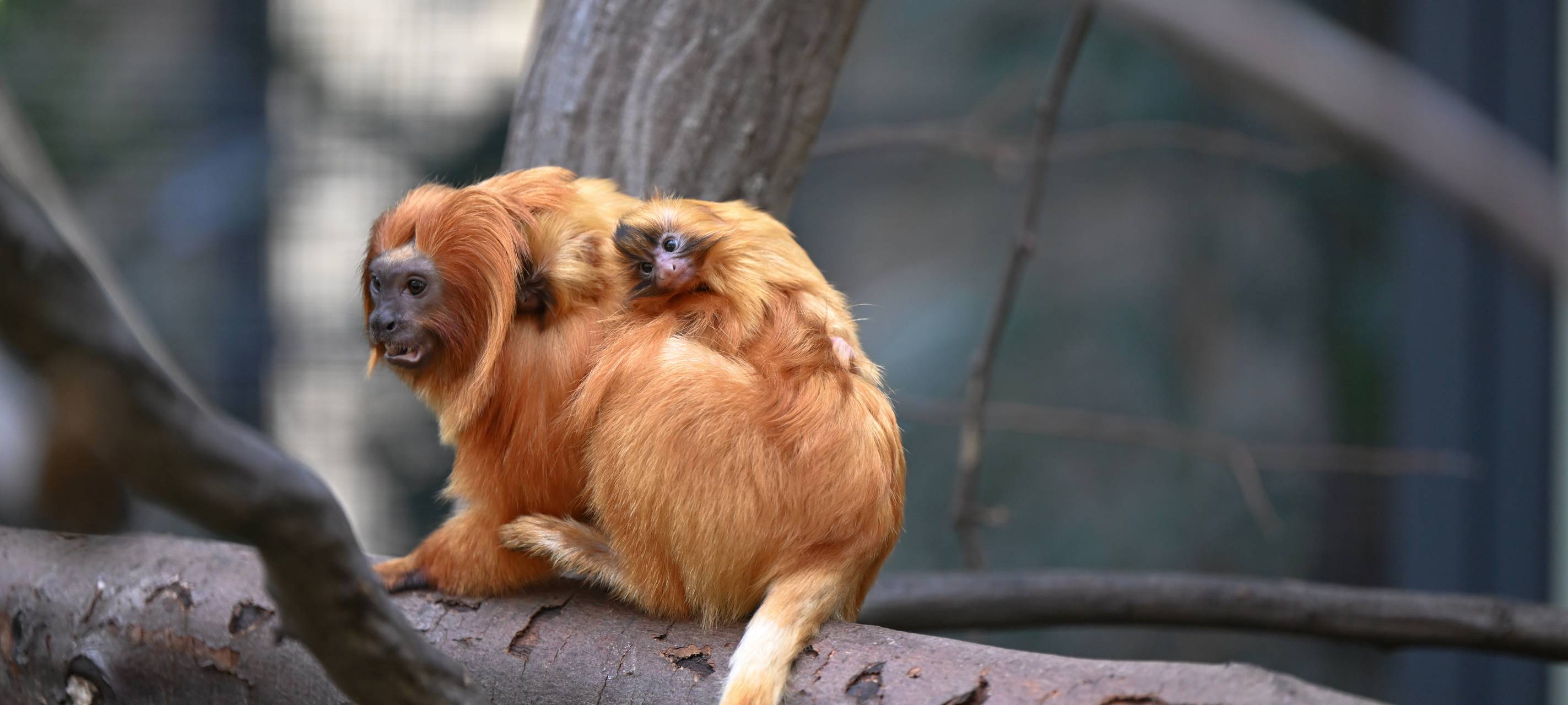 Köln: KlimaTag im Zoo