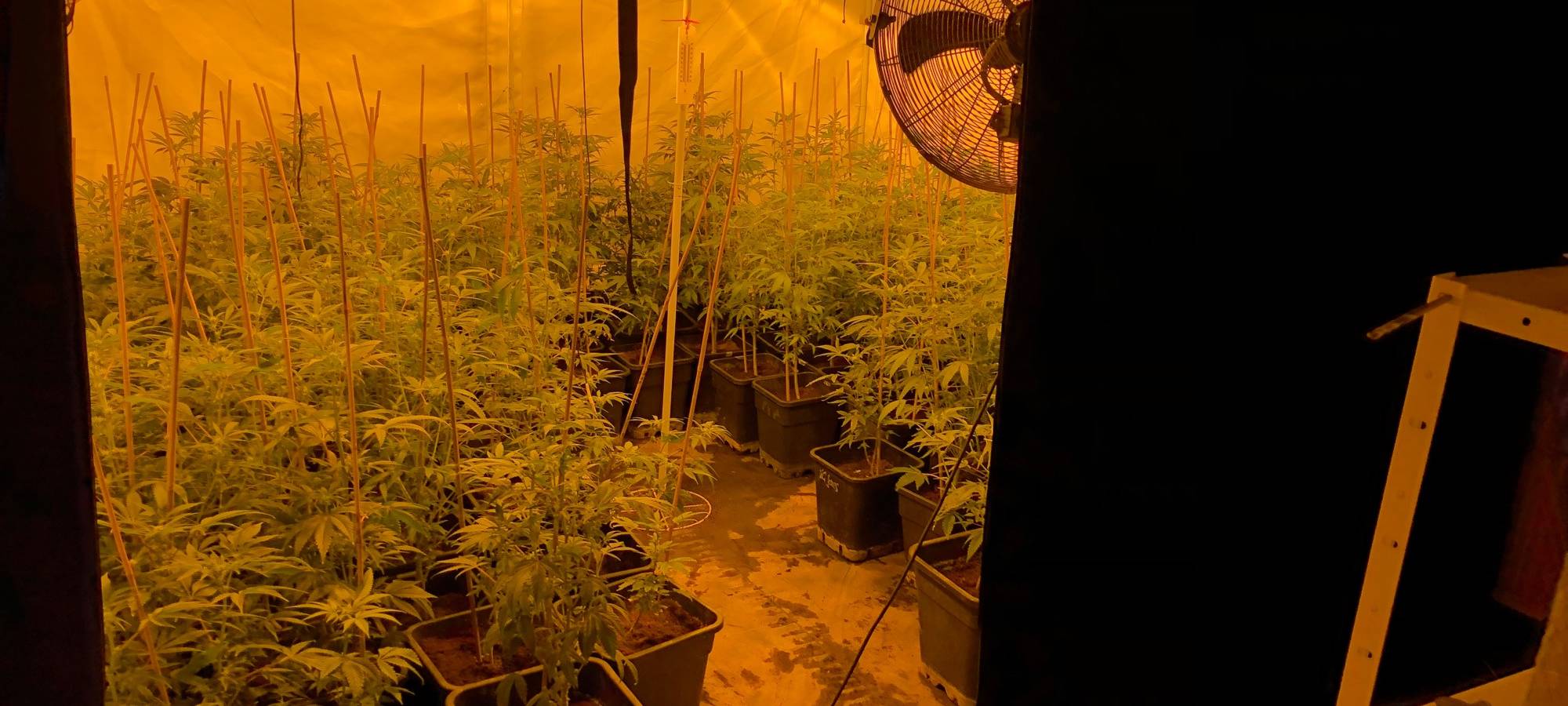 Hürth: Drogenhändler samt Marihuana-Plantage ausgehoben
