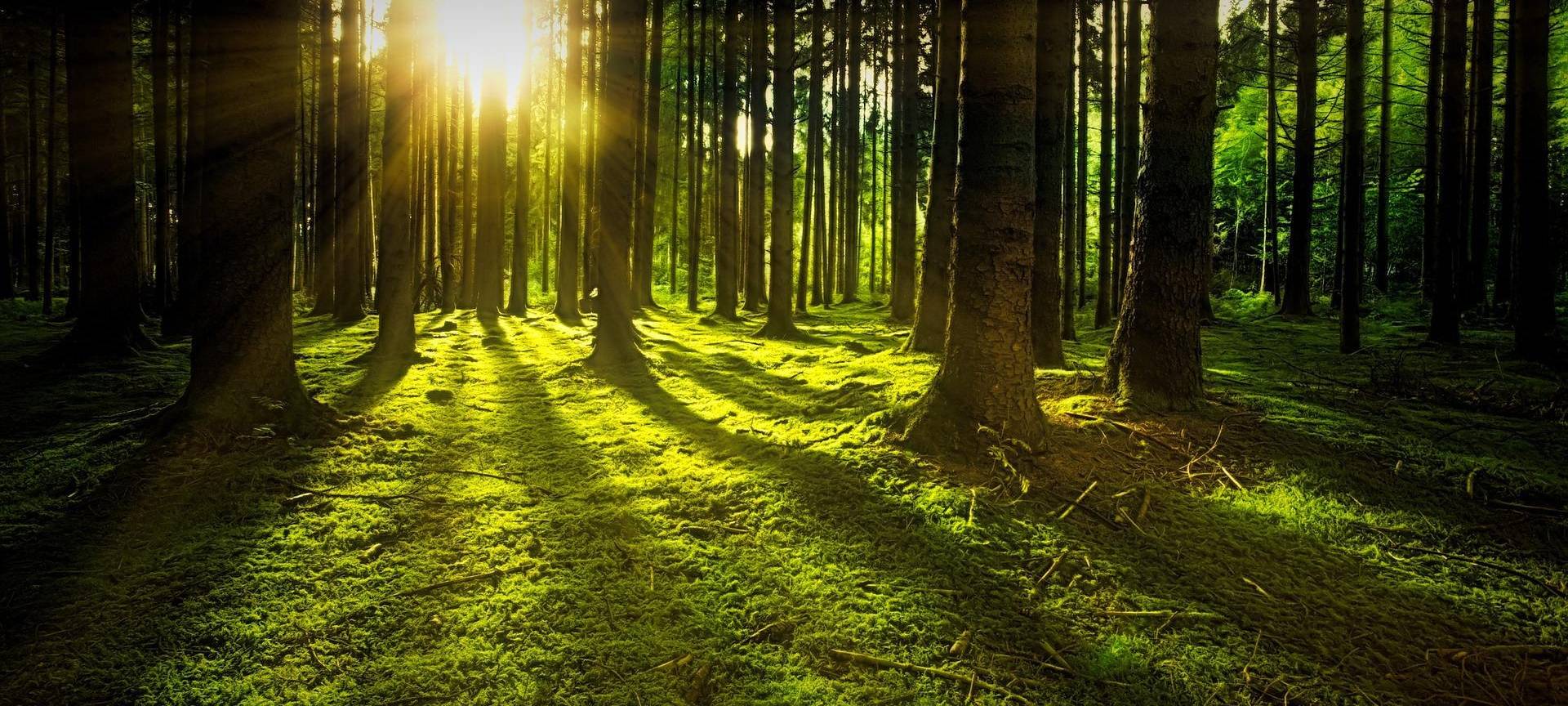 Rhein-Erft: Weiterhin wenig Wald im Kreis