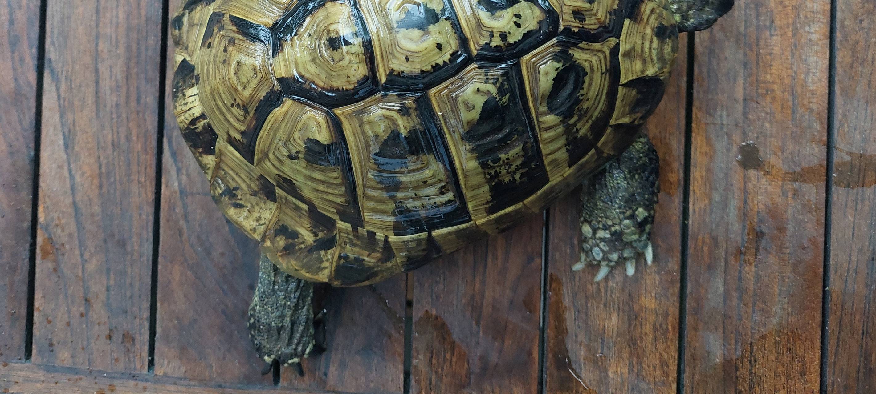Rhein-Erft: Happy End - Fundschildkröten haben neue Besitzer