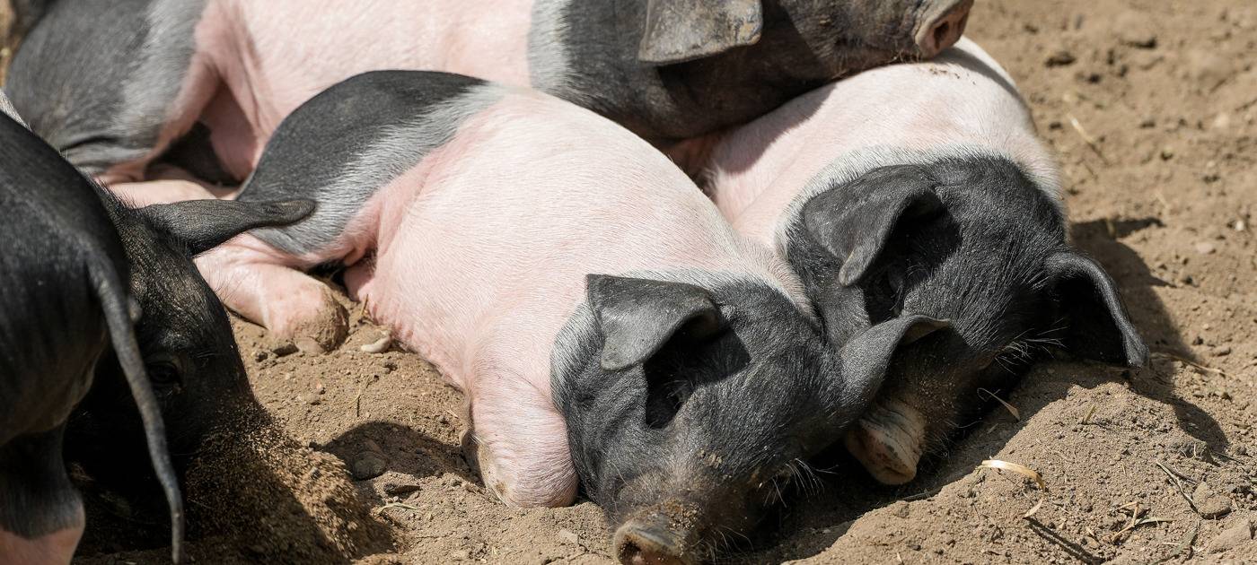 Köln: Schwäbisch-Hällische Ferkel geboren