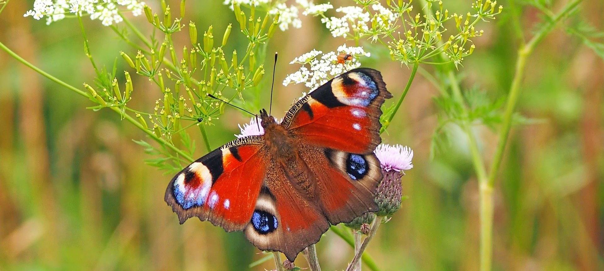 Bedburg: Kita für Schmetterlings-freundlichen Garten geehrt