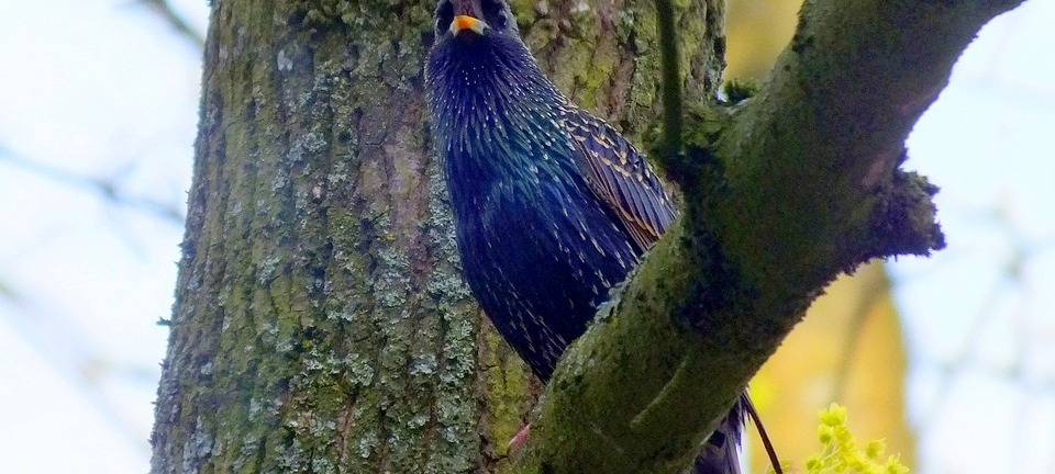 Rhein-Erft: NABU ruft zum Vögel zählen auf