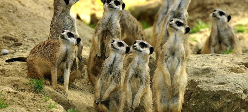 Köln: Lauf durch den Zoo