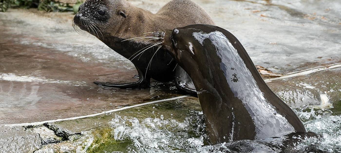 Köln: Neues Seelöwenbaby in Zoo