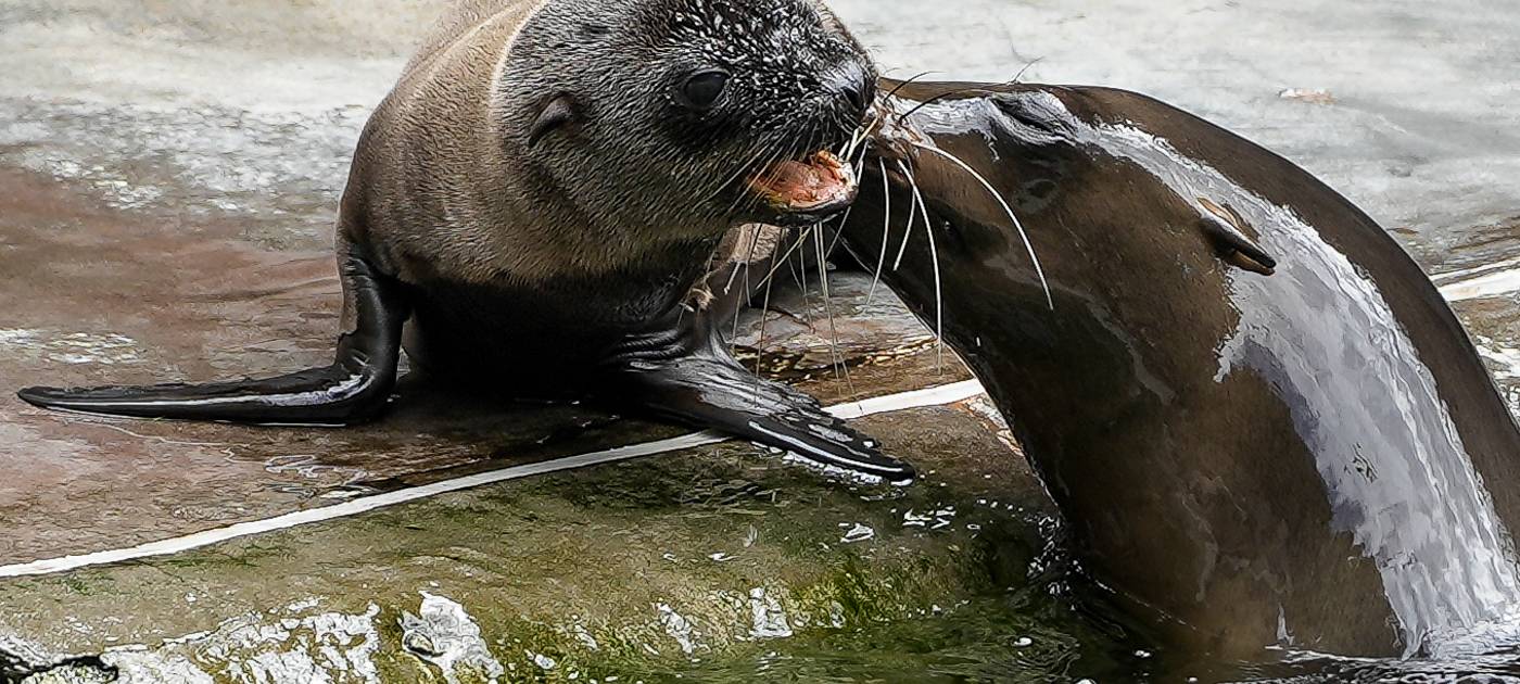 Köln: Neues Seelöwenbaby in Zoo