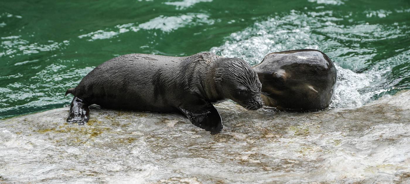 Köln: Neues Seelöwenbaby in Zoo
