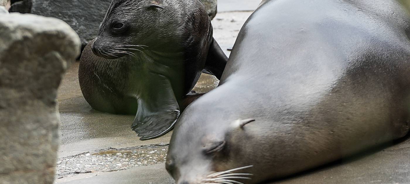 Köln: Neues Seelöwenbaby in Zoo