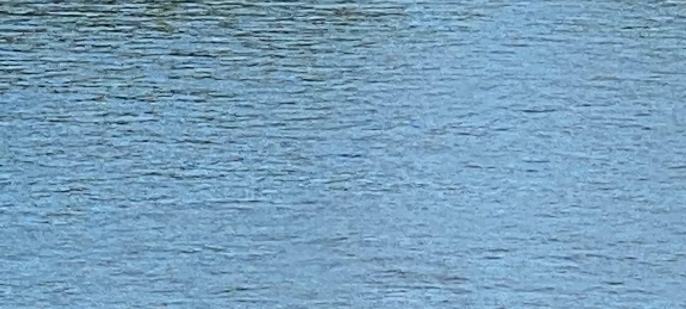 Rhein-Erft/Köln: Extremsportler schwimmt durch Rhein