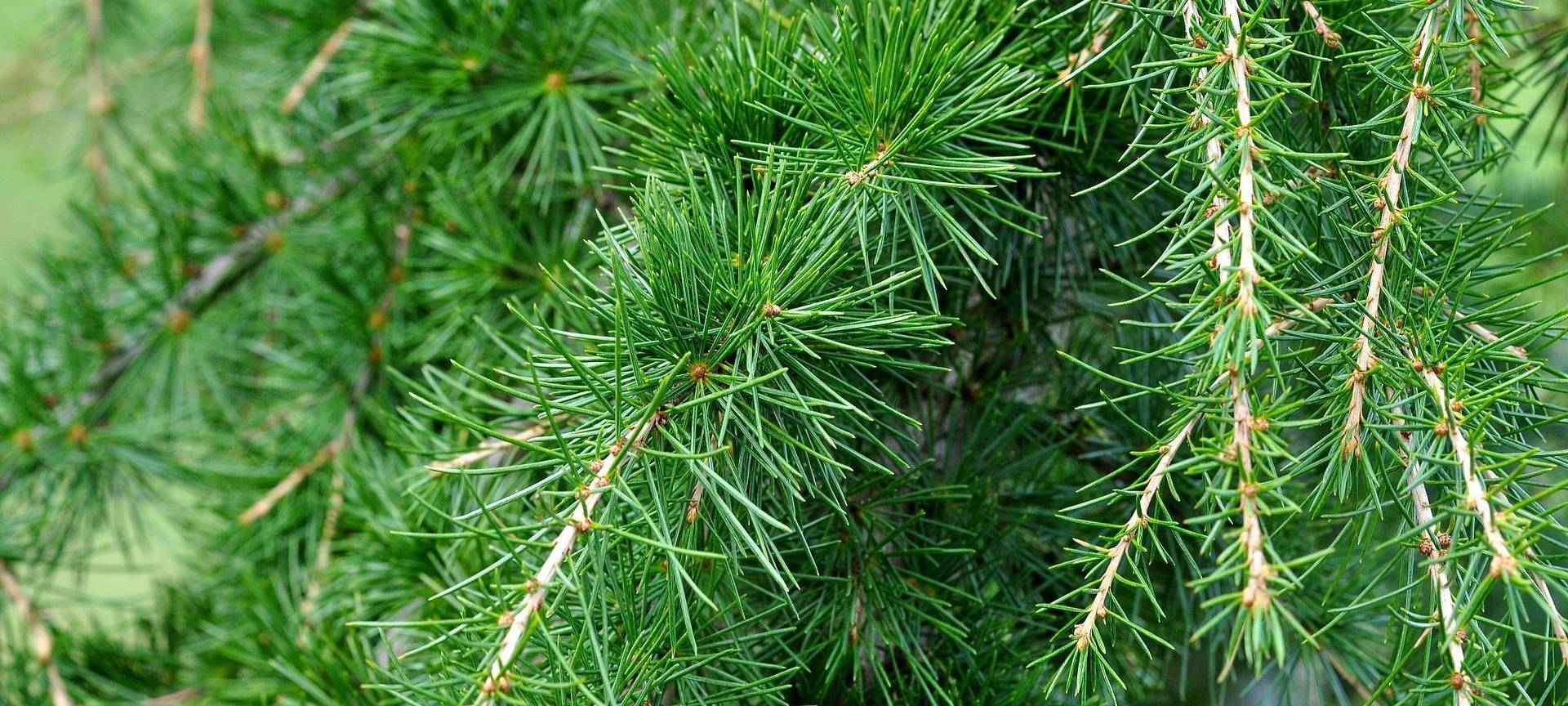 Brühl: "Wald der Zukunft" wächst und gedeiht