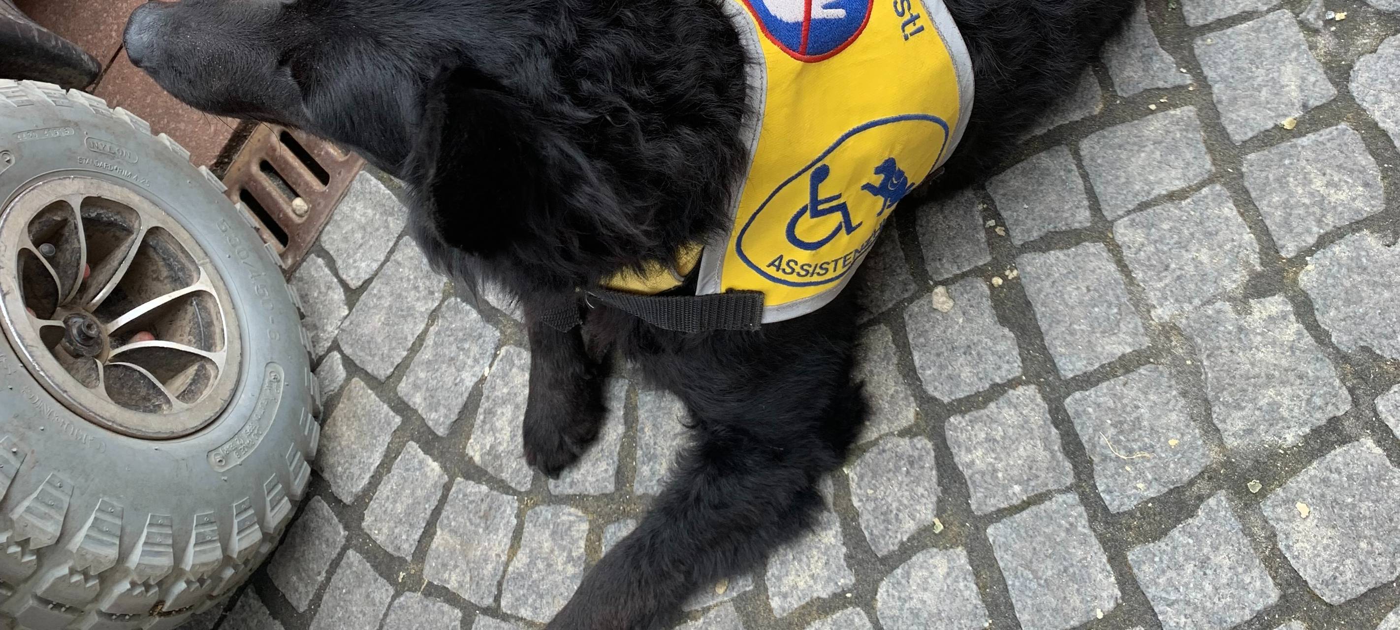 Brühl: Stadt will "Assistenzhundfreundliche Kommune" werden