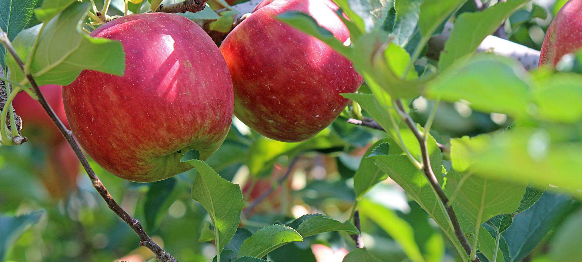Rhein-Erft: Apfelernte startet früher als sonst