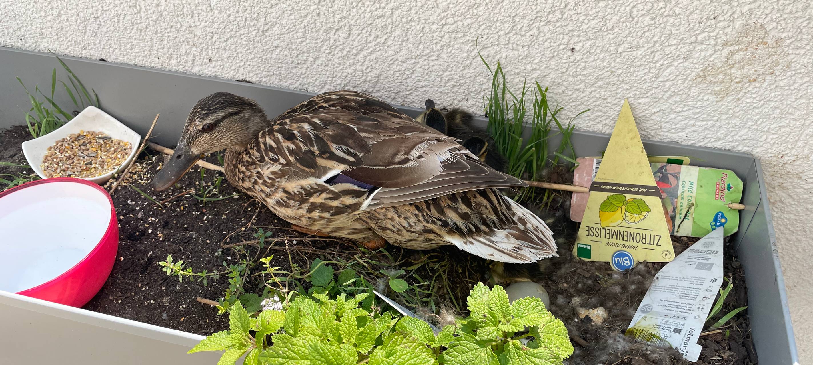 Hürth: Ente nistet auf Balkon im fünften Stock