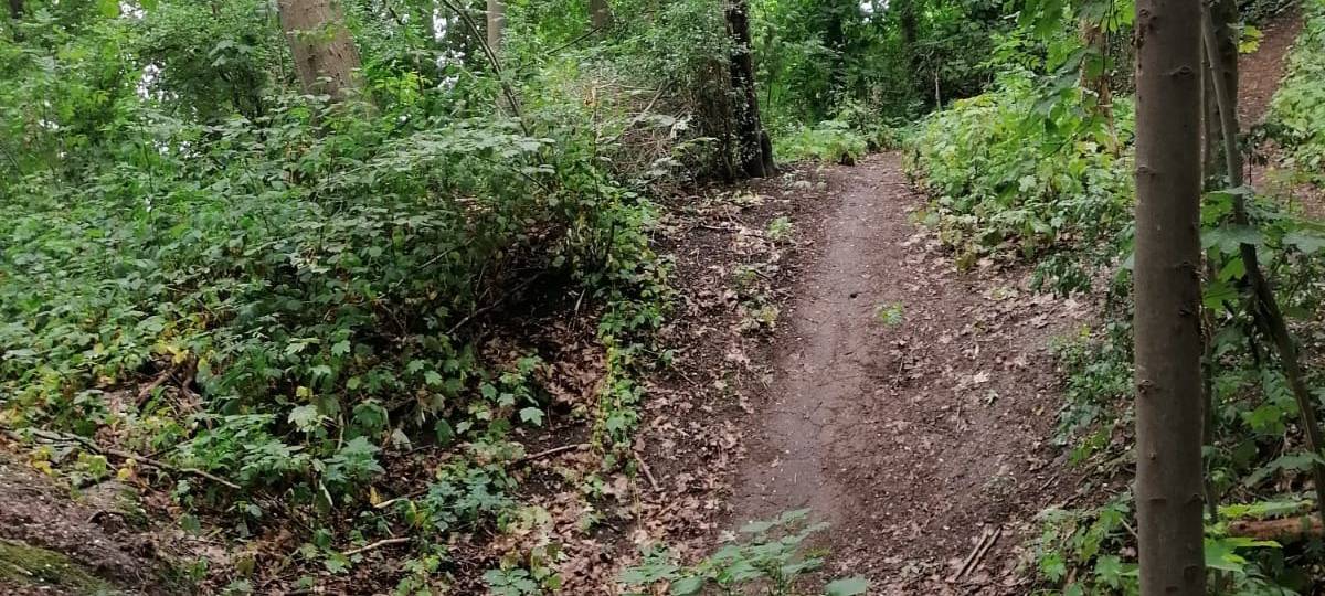 Kein neuer Mountainbike-Parcours im Brüggener Wäldchen
