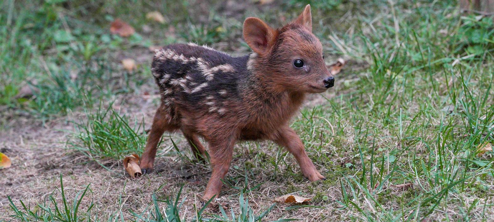 Köln: Nachwuchs bei Südpudus im Zoo