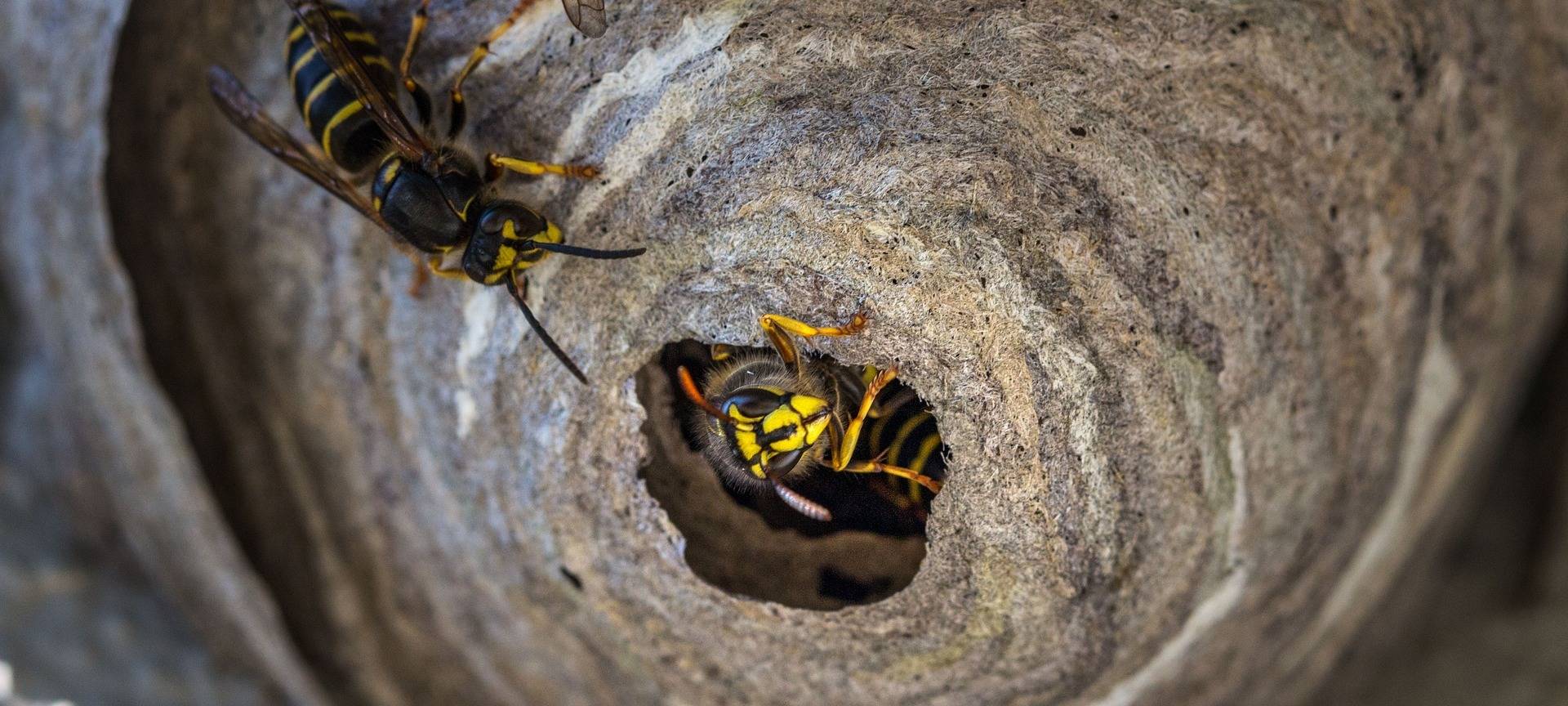 Rhein-Erft: Viele Wespen - Kammerjäger haben gut zu tun