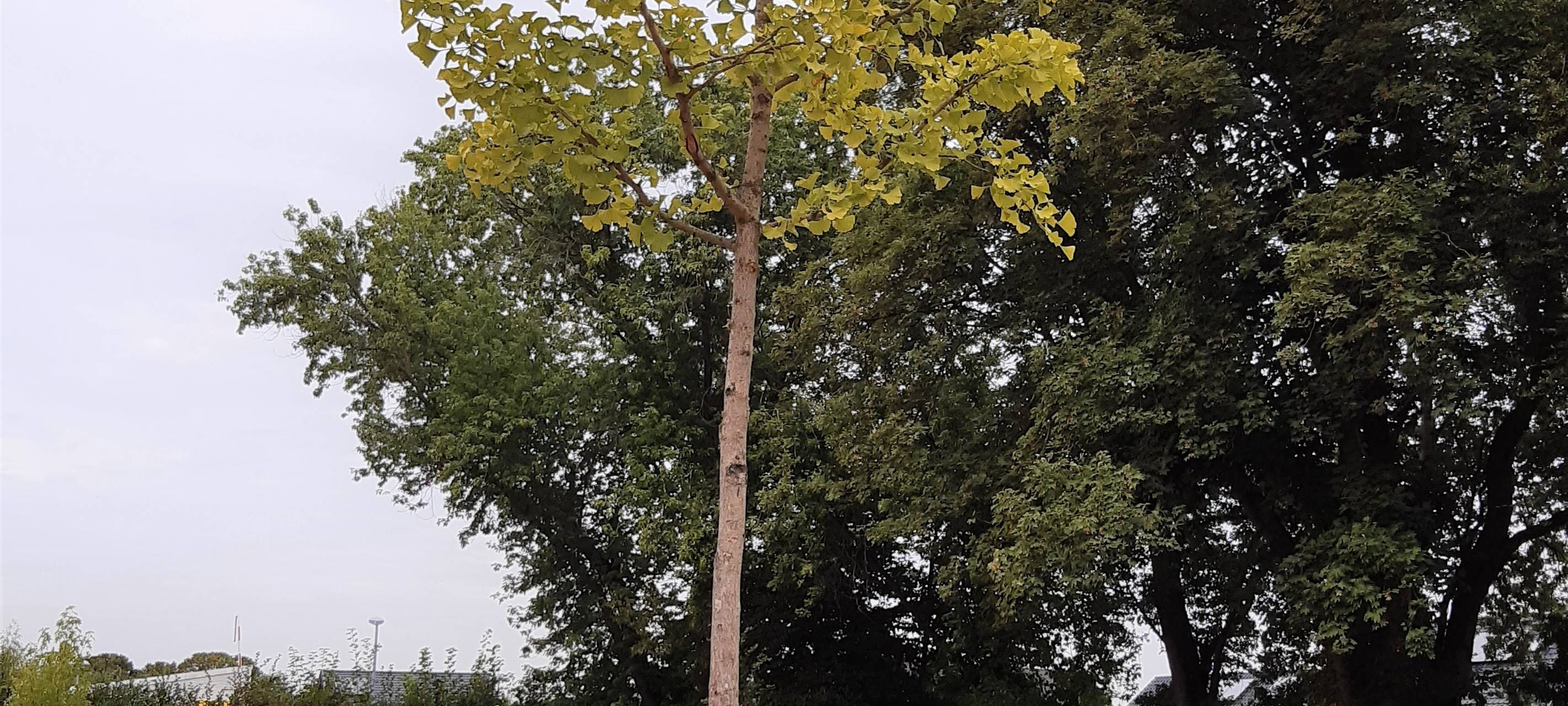 Elsdorf: Neue Bäume für mehr Schatten