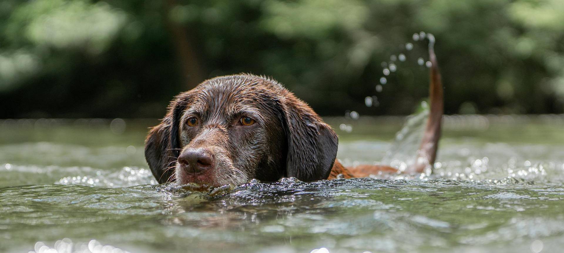 Pulheim: Hundestrand rückt in weite Ferne