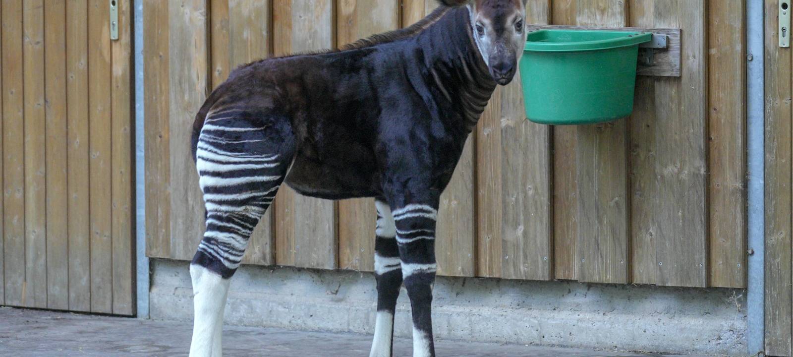 Köln: Erneuter Zuchterfolg für den Kölner Zoo