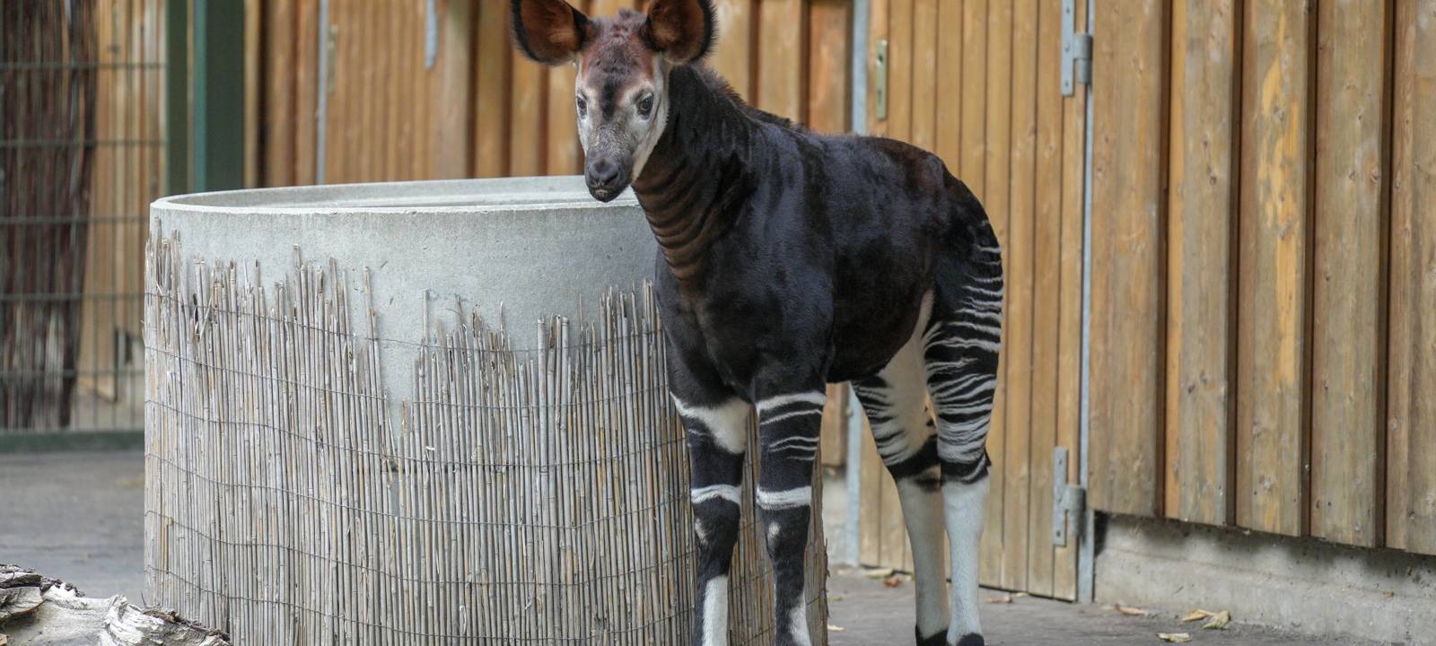 Köln: Erneuter Zuchterfolg für den Kölner Zoo