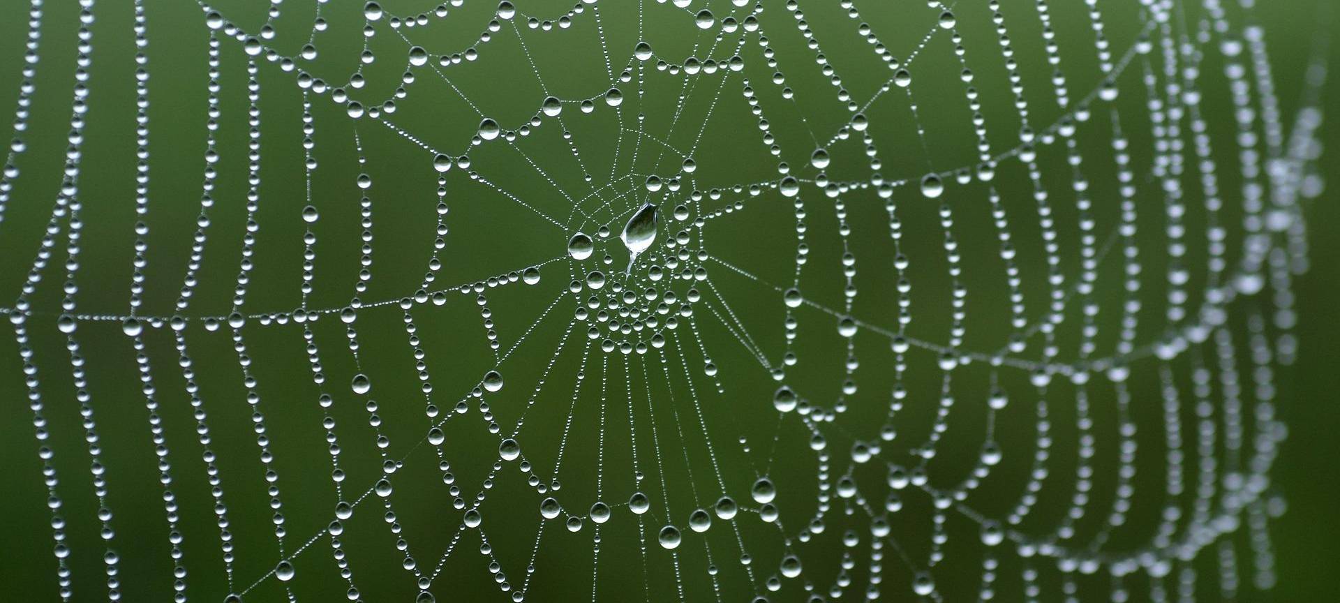 Rhein-Erft: Die Spinnen kommen - auch die Nosferatu-Spinne