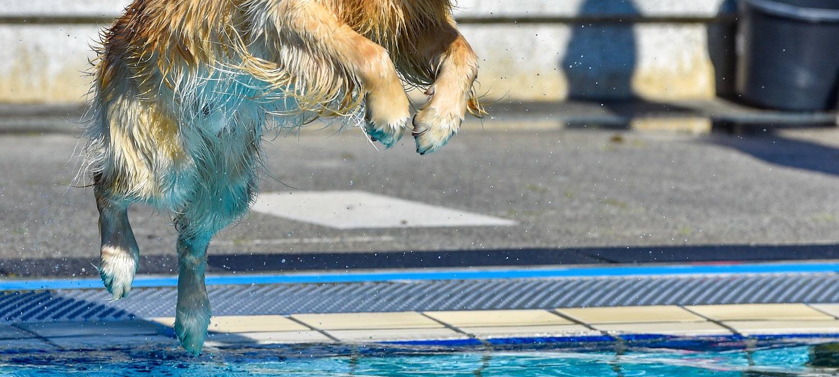 Pulheim: Hundeschwimmen in der Aquarena