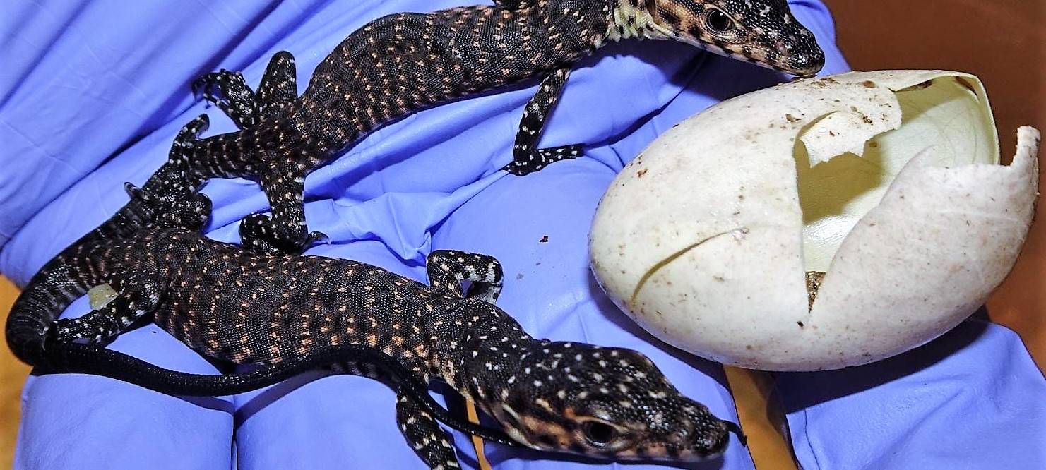 Köln: Seltene Zwillings-Warane im Zoo geschlüpft