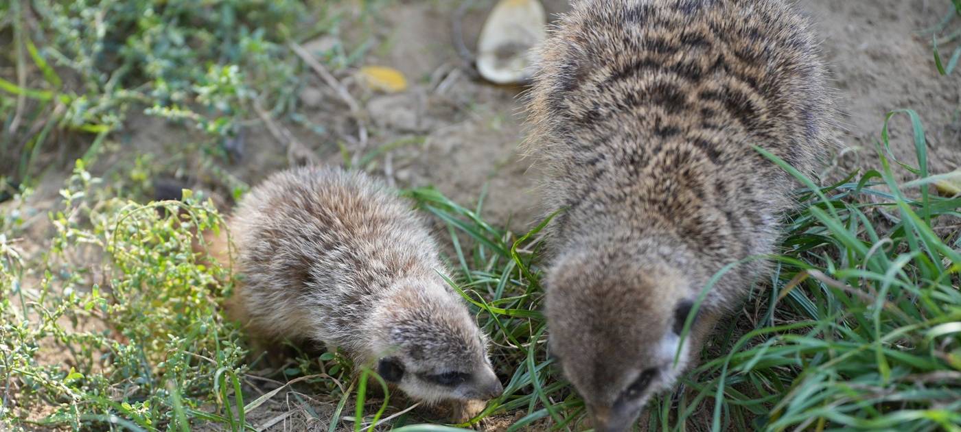 Köln: Erdmännchen-Nachwuchs in Kölner Zoo