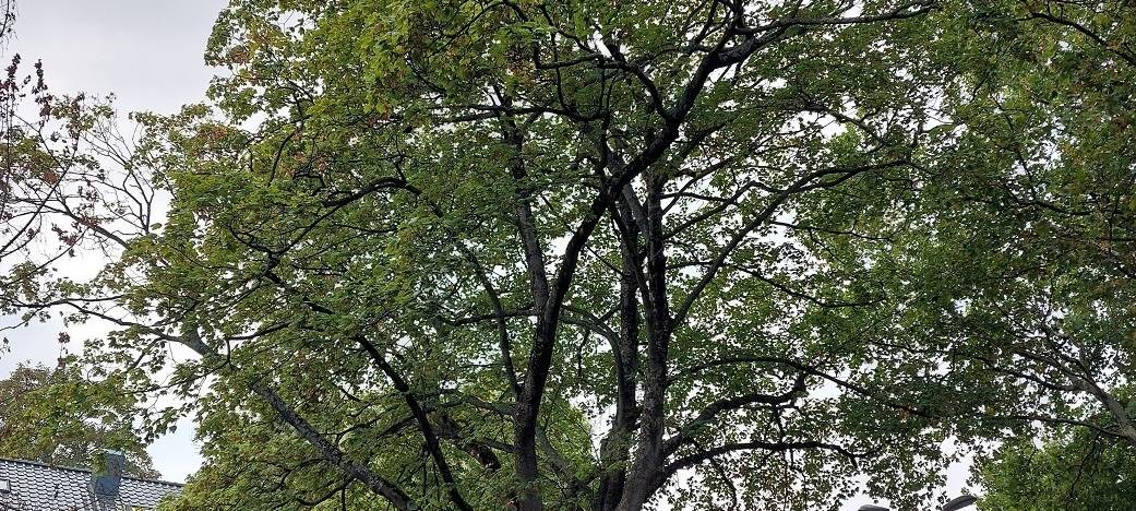 Frechen: Bergahorn muss gefällt werden
